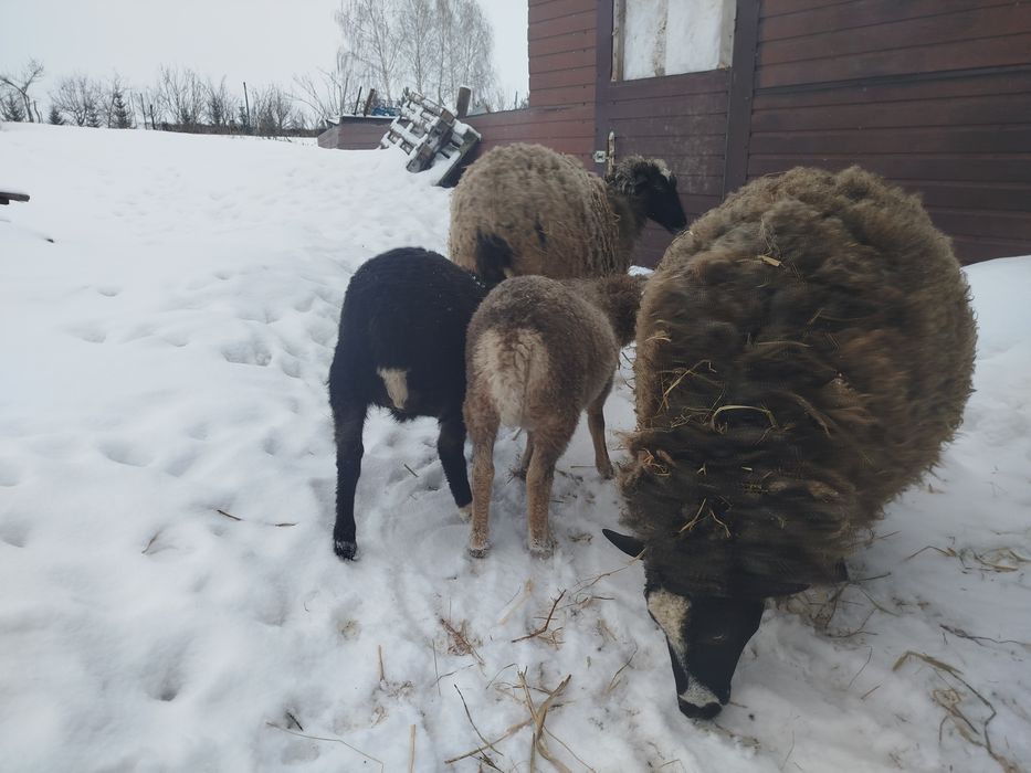 Романівські вівці, ягнята