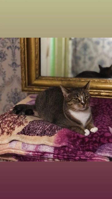 Отдам кошку лесного окраса, стерилизована,  привита,  1,5 года