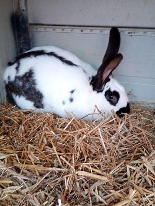 Króliki samce i samice