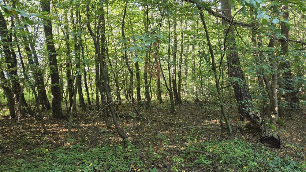 Działka leśna- las z łąka 1,256 ha