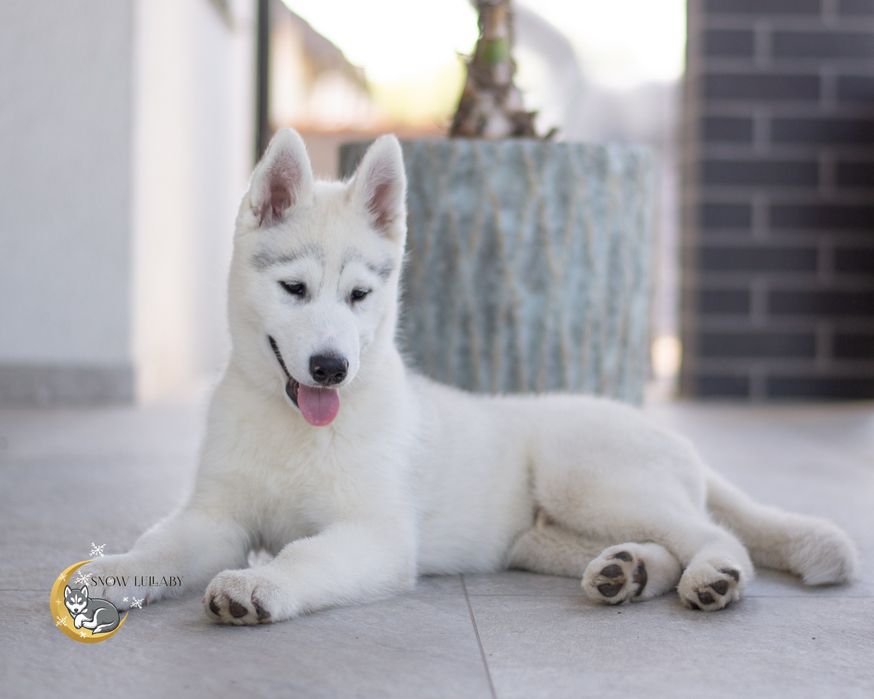 Szczeniak Siberian Husky z rodowodem ZKwP/FCI