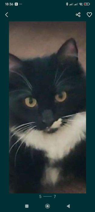 Розшук! Буча! Лісова Буча!