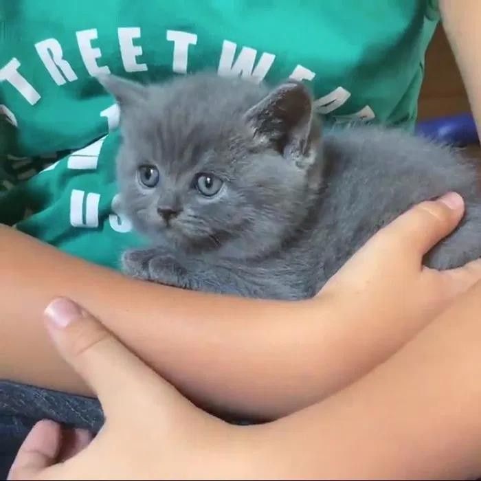 Шотландские котята.