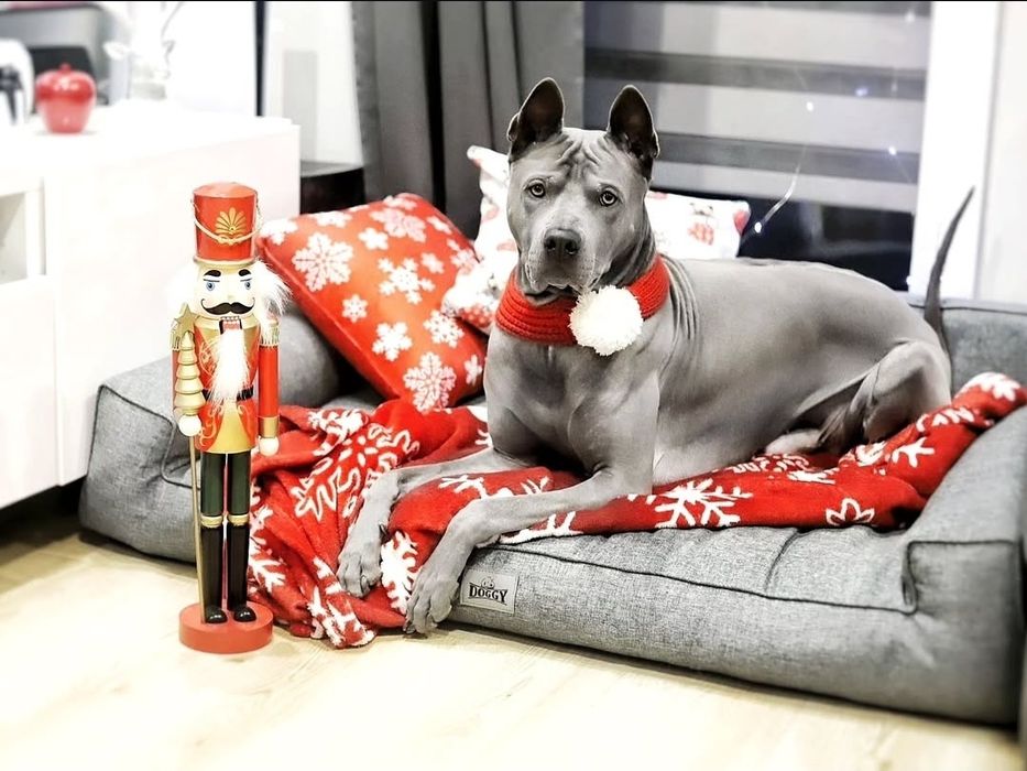 Legowisko/kanapa dla dużego psa XXL