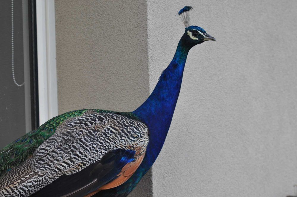 Pawie indyjskie dla Twojego ogrodu . Samce i samice.