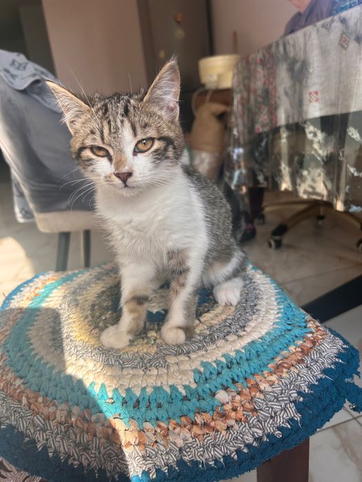 Віддамо котенят в добрі руки