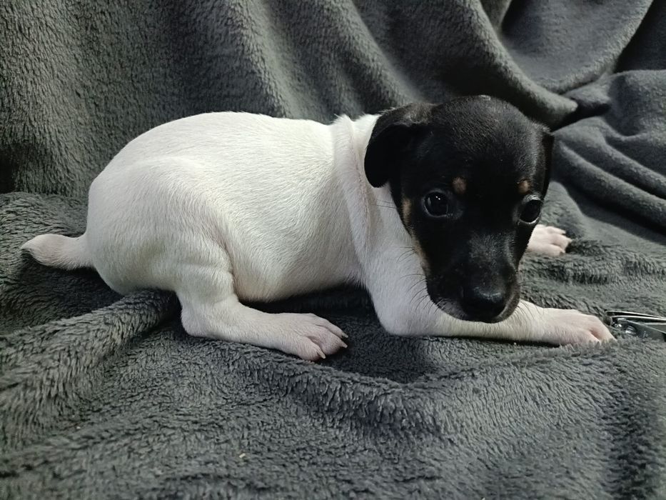 Ratonero Bodeguero Andaluz puro