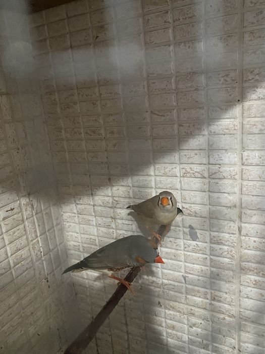 Mandarins Mutação Canela