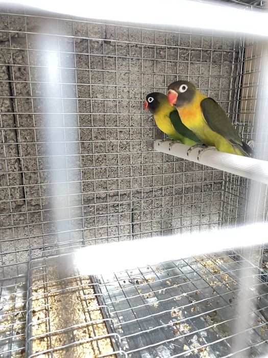 Agapornis personatos