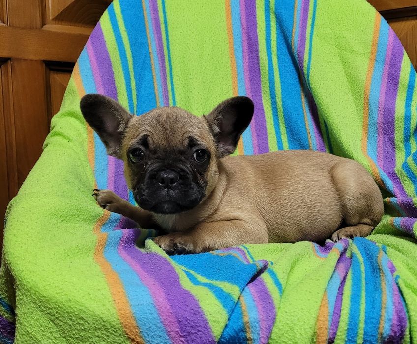Bulldog francês bebé