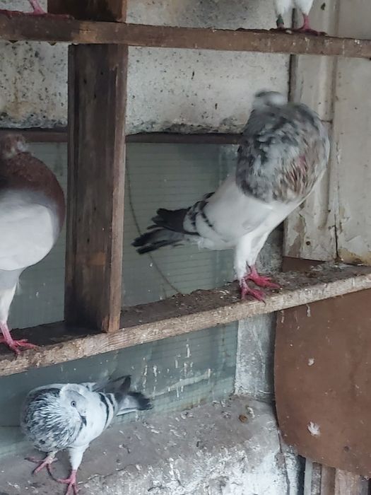 Gołebie garłacze górnosloskie