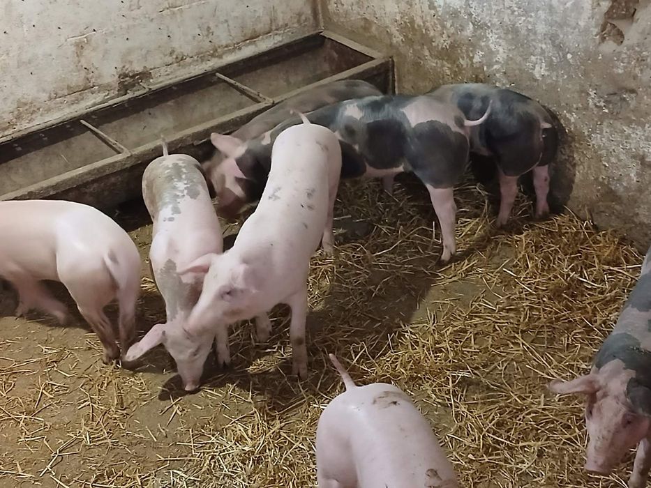 продам поросята м'ясного напрямку