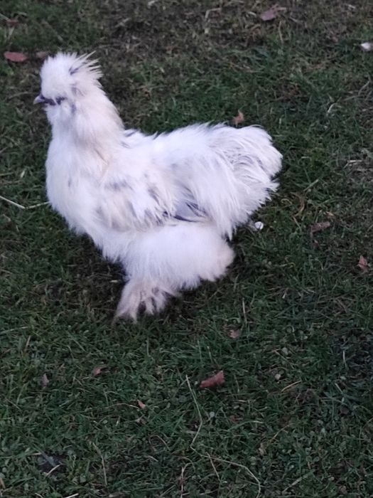 Silka silki kogut kogucik