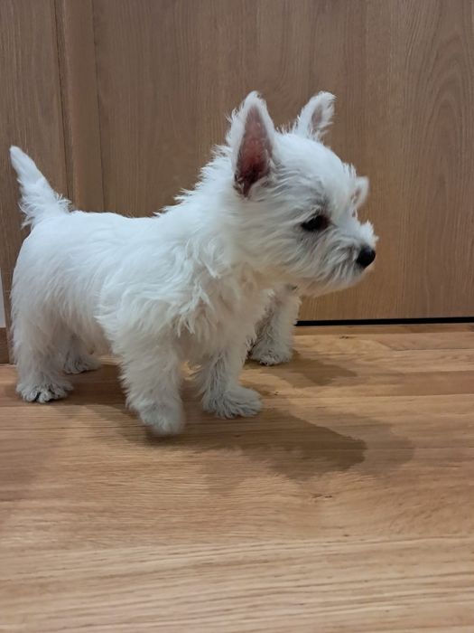 West highland white terrier-rezerwacja