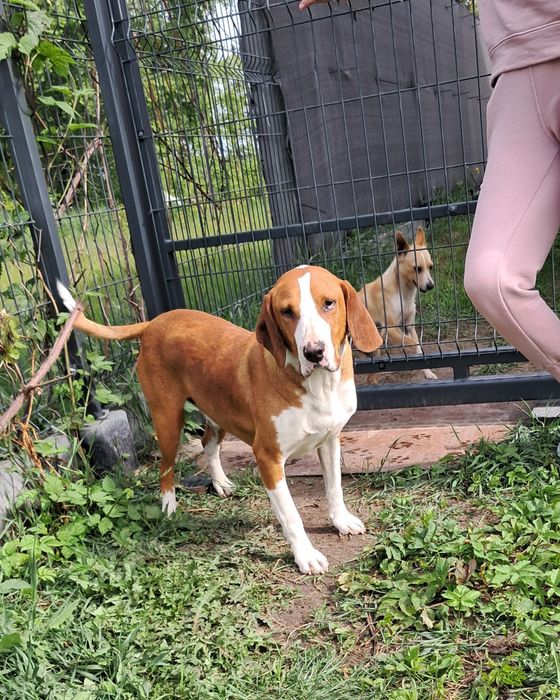 Łatek 2lata szuka domu