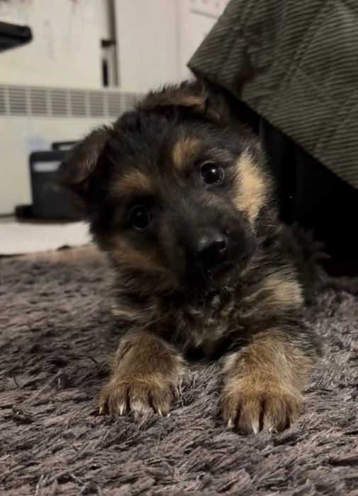 Щеня Савушка метис вівчарки шукає родину