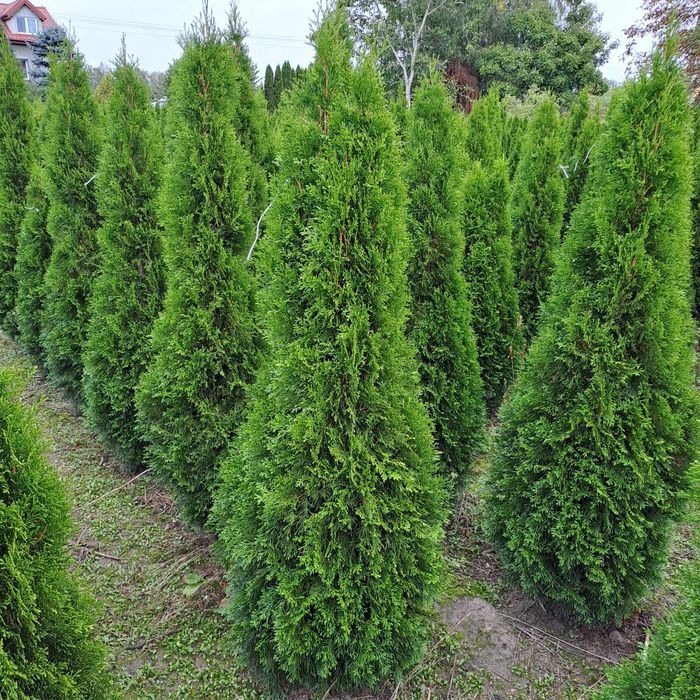 Tuja Szmaragd wys. 220 cm  Producent