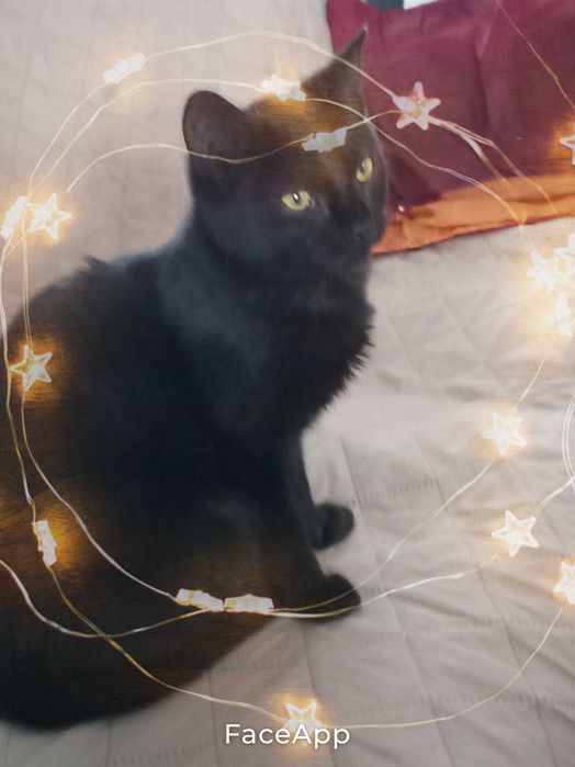 Kotka Błyskotka 6m.