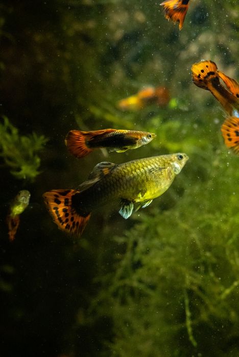 Gupiki ,pięknie wybarwione,hodowla wlasna...