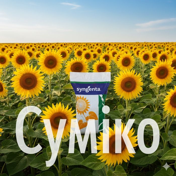 Насіння соняшника