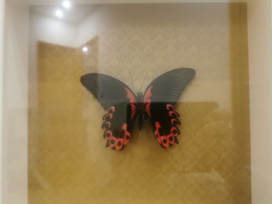 Borboleta real Scarlet Mormon64552965566850122