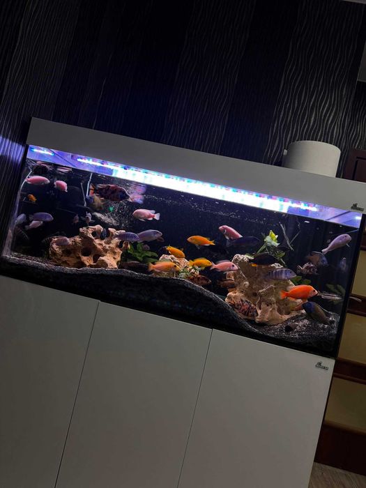 Akwarium Zestaw 300l aquael z życiem pyszczaki malawii