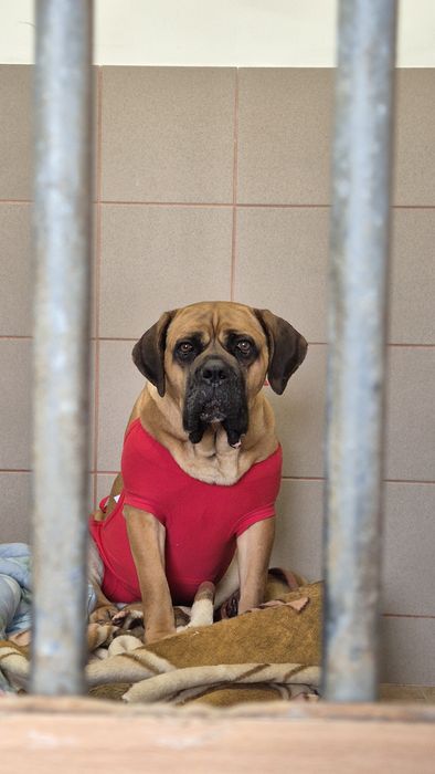 Dżej Si sama słodycz