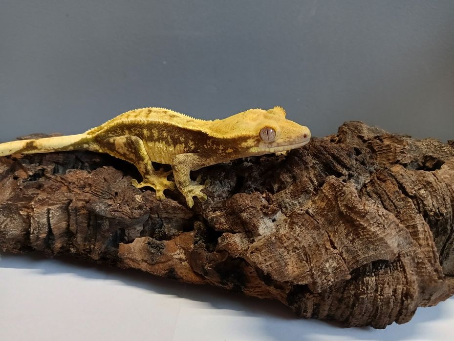 Gekon orzęsiony samica