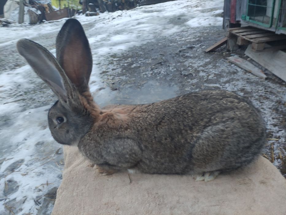 Olbrzym belgijski szary