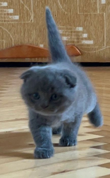 кошенята шотландської породи