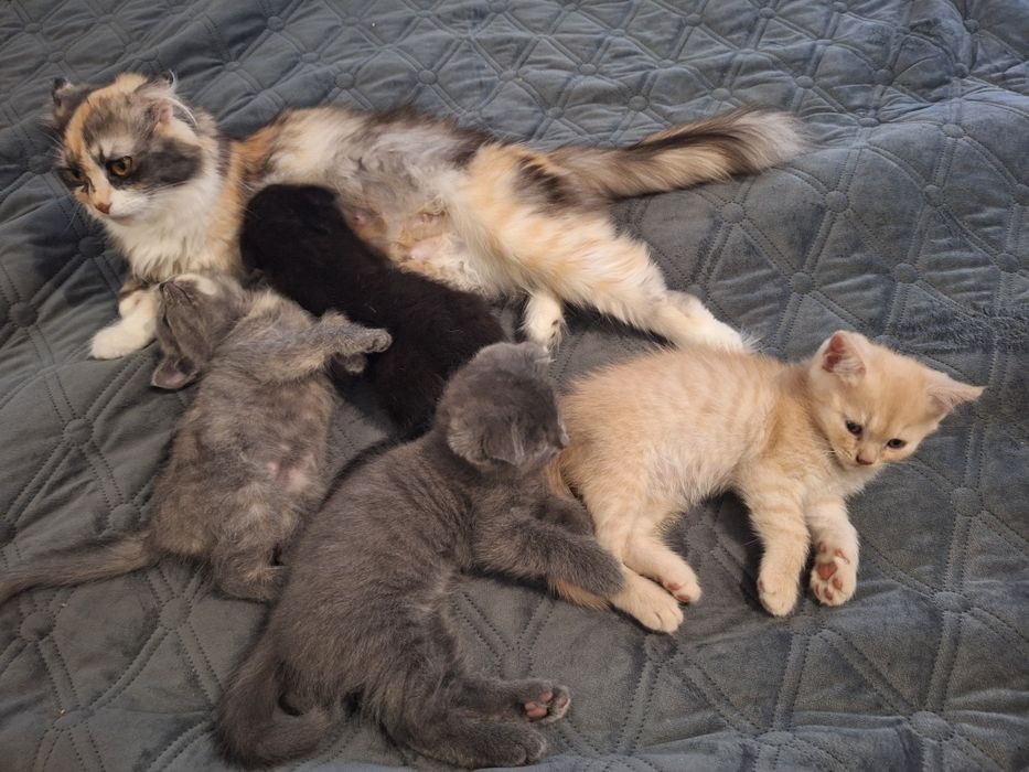 Кошенята,  2місяці.