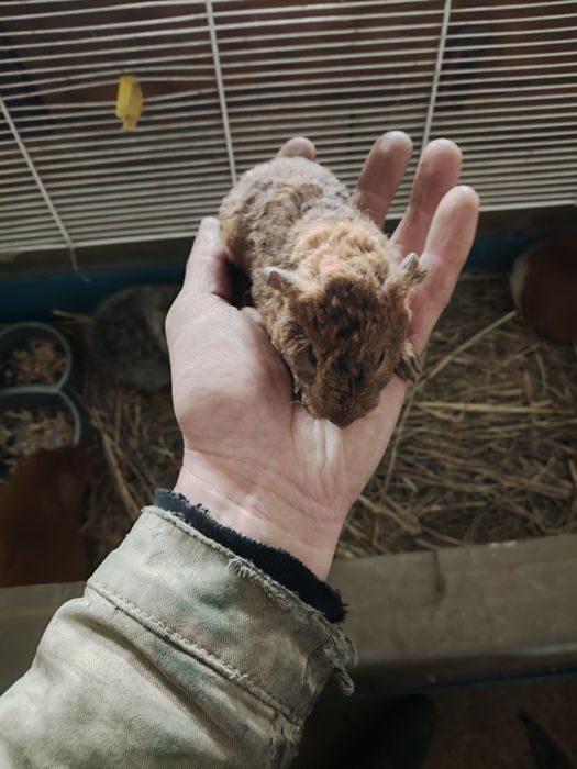 Морские свинки. Американский тетди