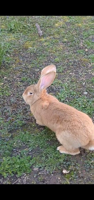 Прод/обмін на ячмінь, овес  бельгійці кролики,кролі,крілики, кітні са