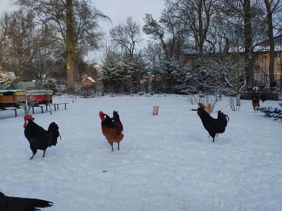 Koguty ayam cemani wloszka