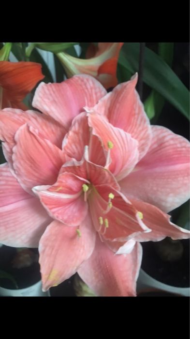 Амариллис гипеаструм,  комнатное растение, лилия, цветок