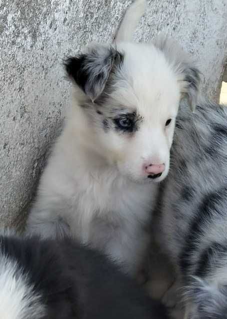 Border collie blue merle com olho azul