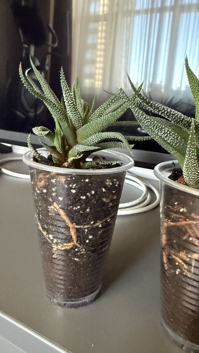 Хавортія смугаста суккулент з дітками hawortia