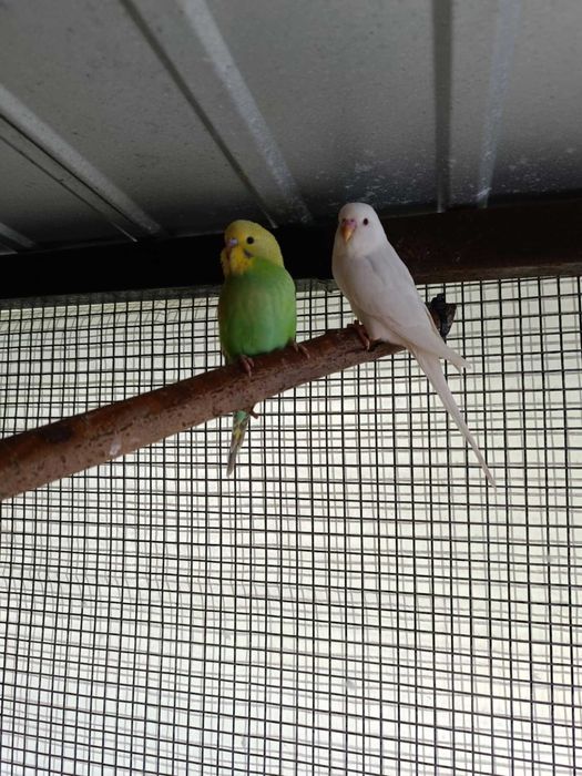 Sprzedam lub zamienię Papugi Faliste - samce