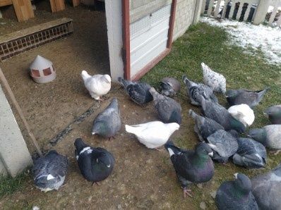 Sprzedam gołebie rasy  Giant Homer stare i młode