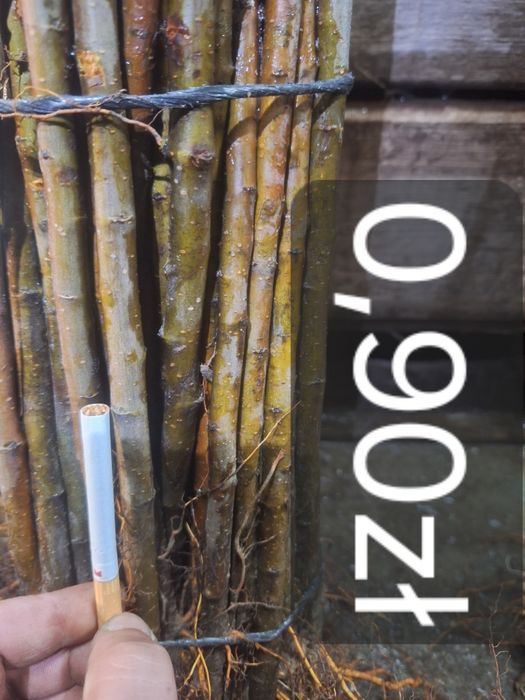 Podkładka jabłoni M9 M26 M7 P60