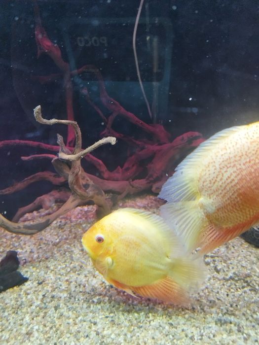 Pirlęgnice Severum