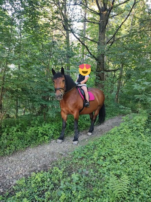 Sprzedam klacz zimnokrwistą