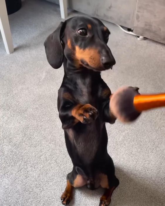 2 місяці  таксики дуже хороші і гарні