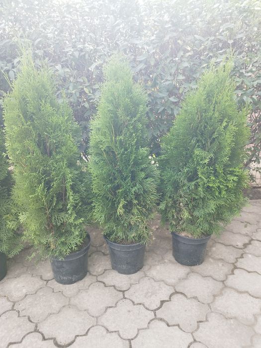 Туя Смарагд 1  метр, з комом С 7,5