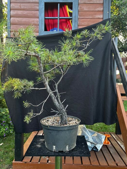 Drzewka bonsai rozne