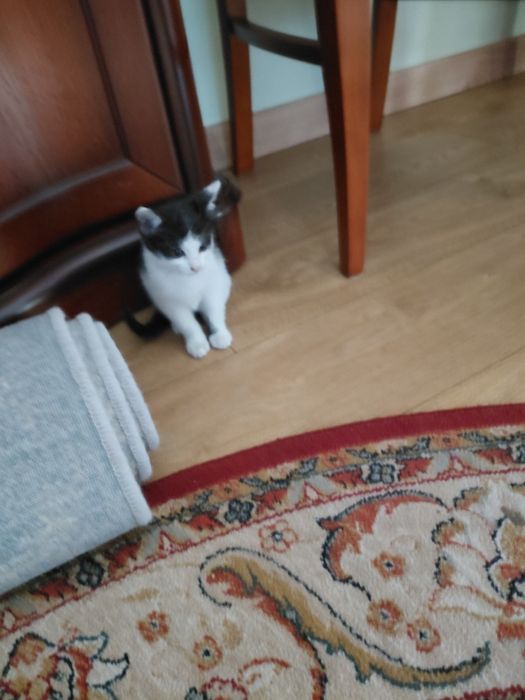 Kocięta oddam w dobre ręce