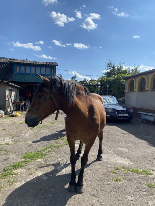 Робоча кобила