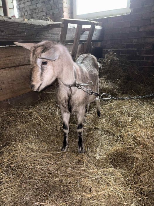 Sprzedam kozę 350zł