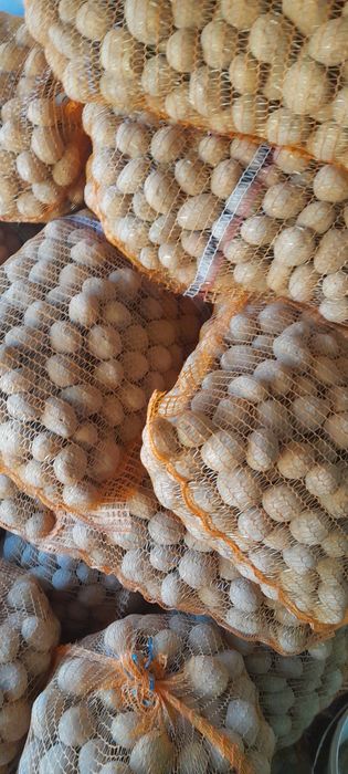 SORAYA Ziemniaki drobne paszowe odmiana soraya