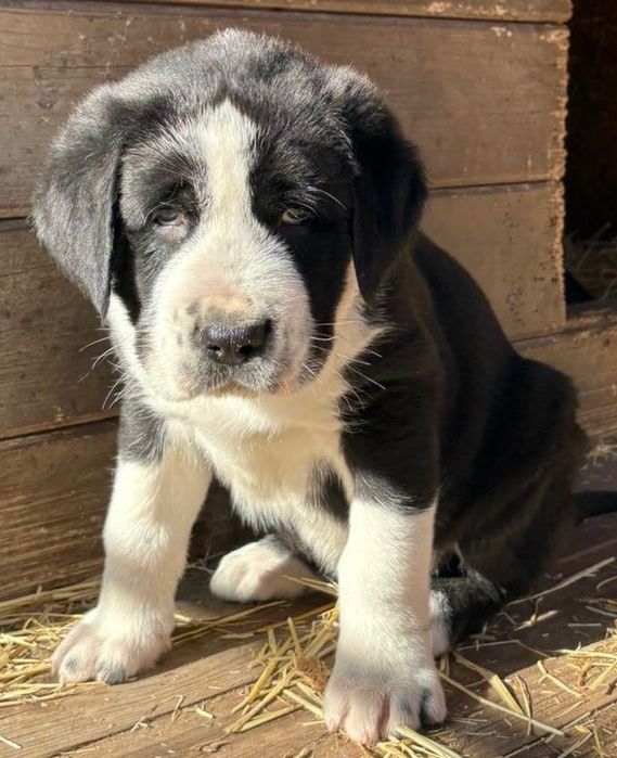 Щенки Среднеазиатской Овчарки